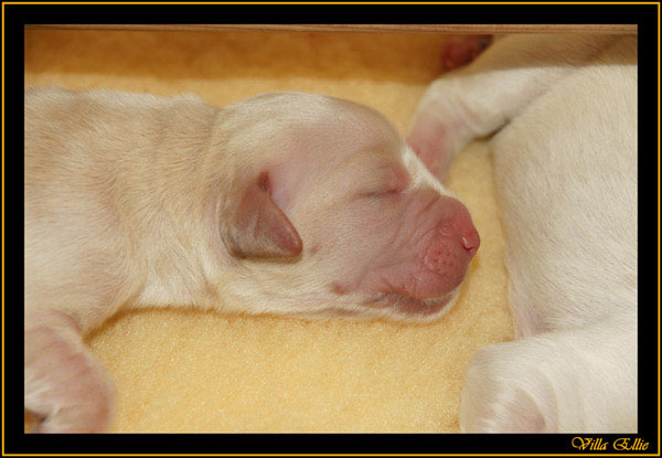 comprar golden retriever villa ellie